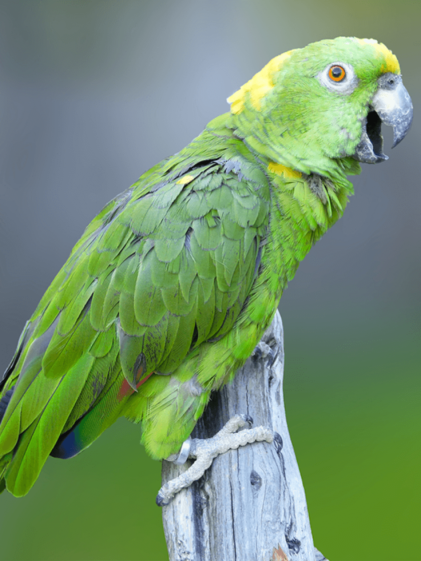 Amazone à nuque d'or